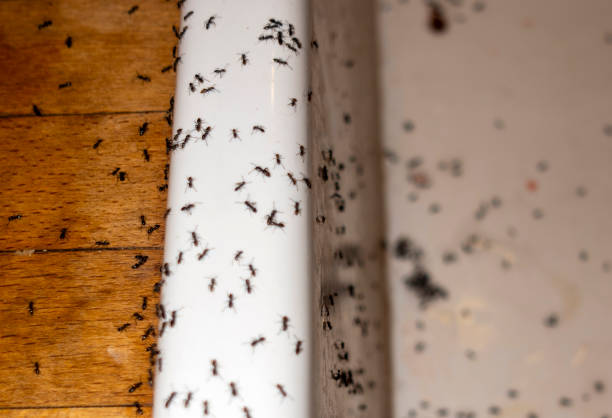 Spider Control Near Me in Grangeville, ID